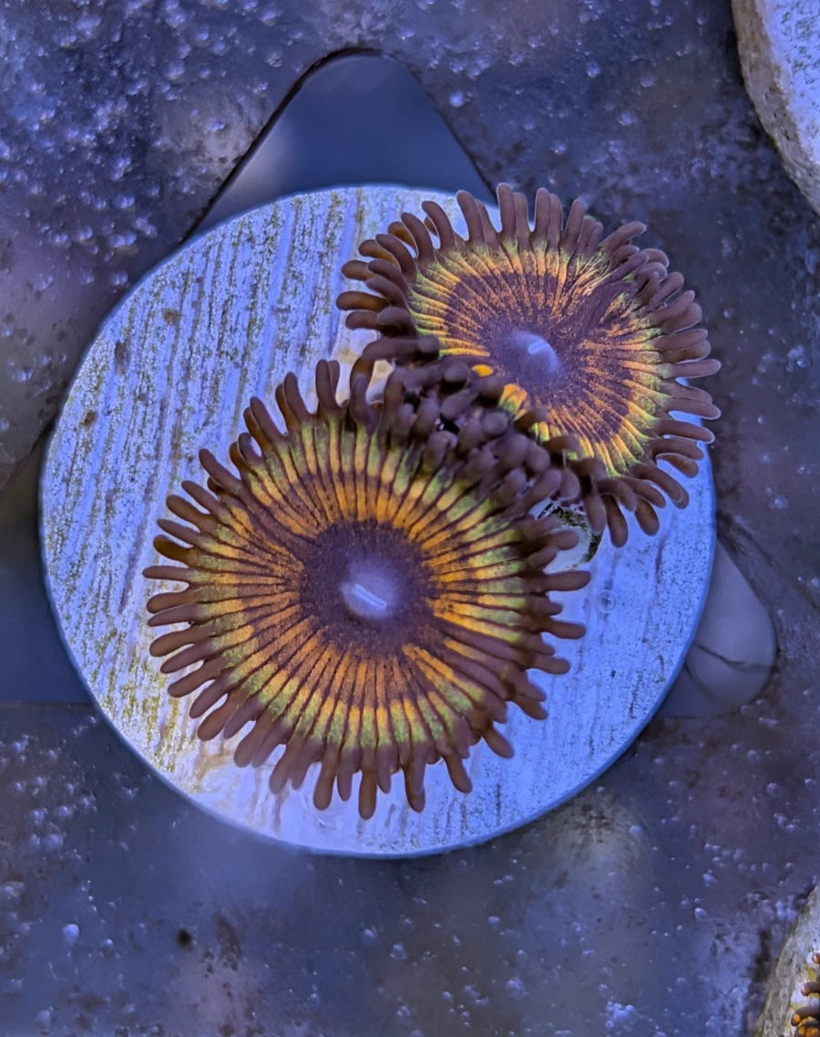 WYSIWYG Aquacultured Vampire Slayer Zoa Frag