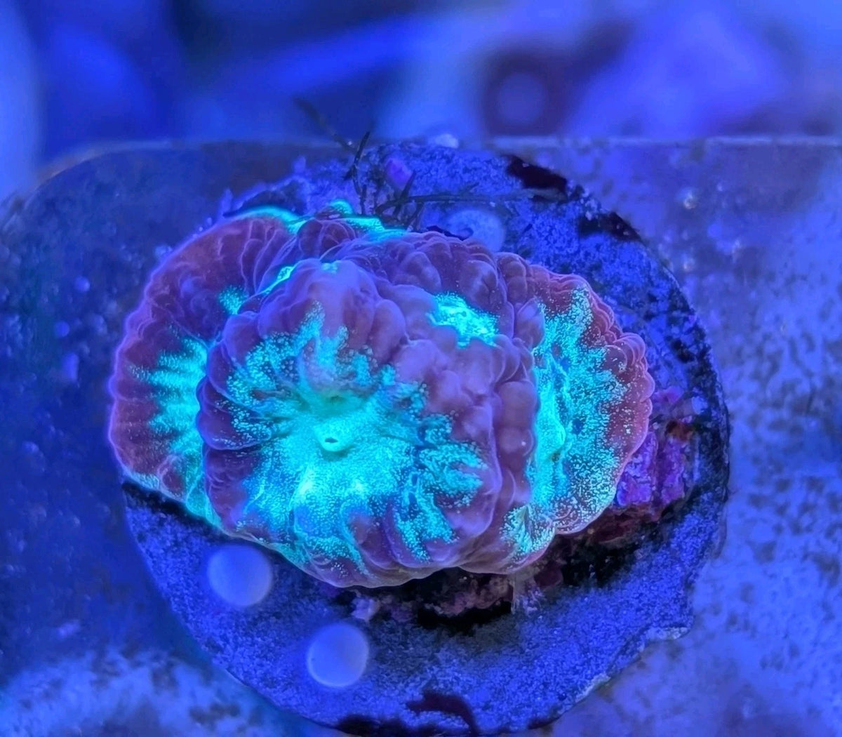 WYSIWYG Ultra Rainbow Rim Favia Frag