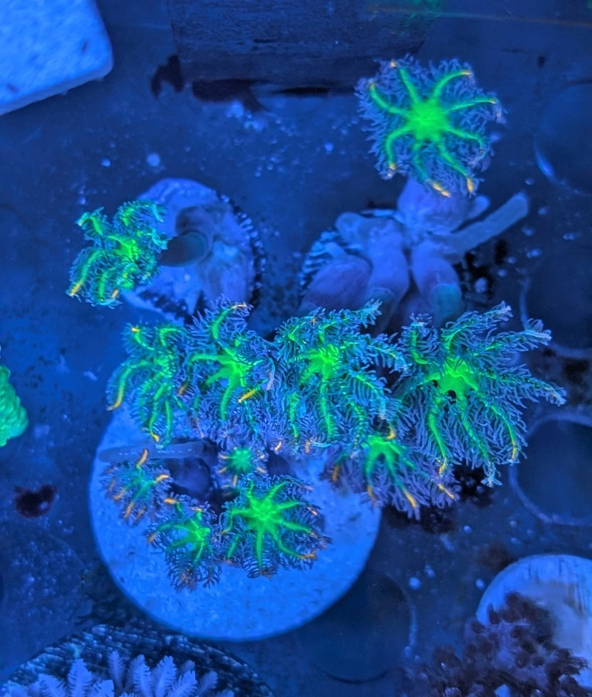 TSA Fireworks Clove Polyps Frag Disk