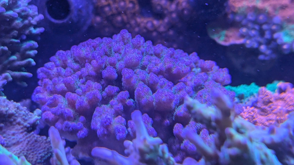 Pocillopora mother colony
