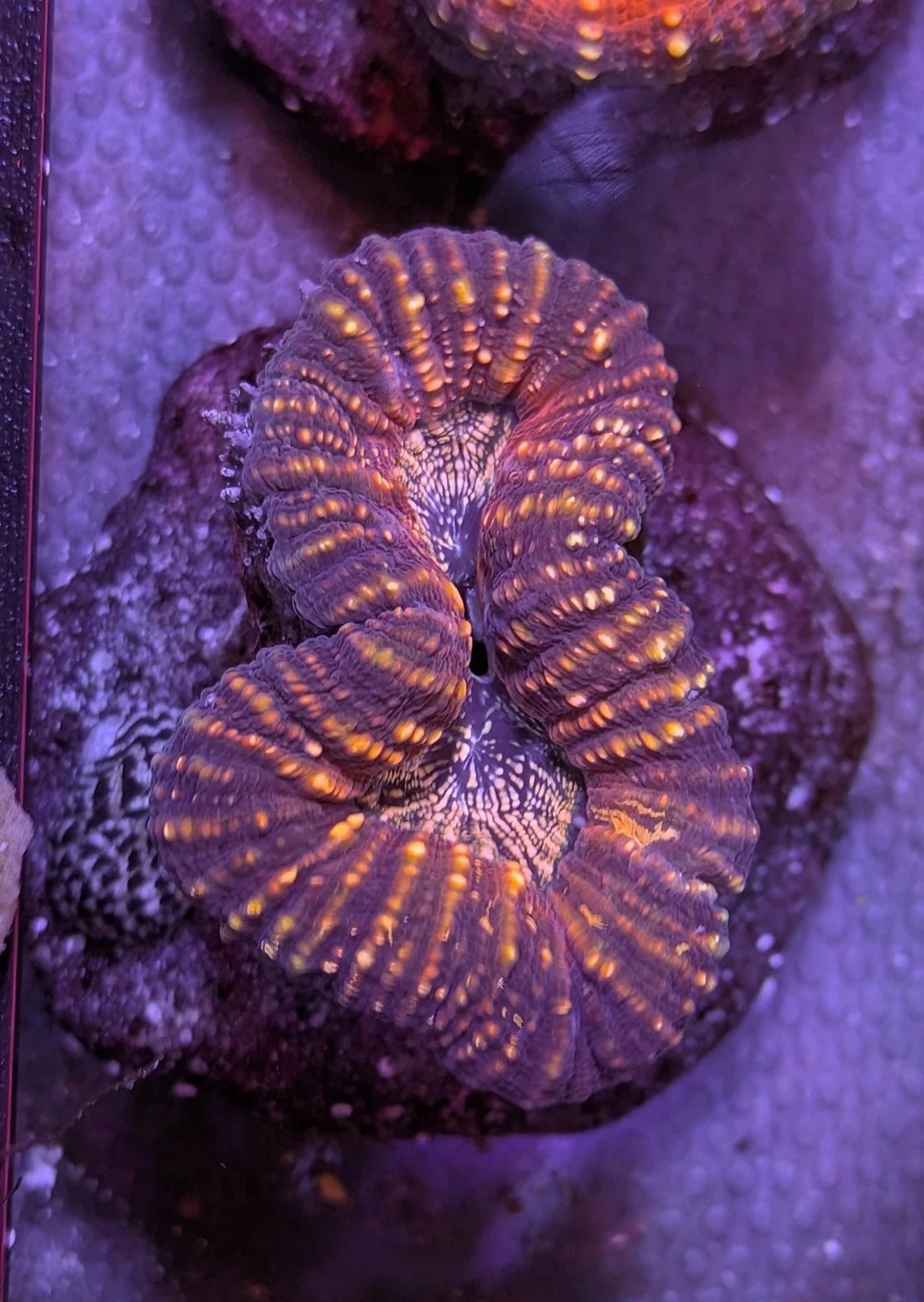 Ultra Golden Orange Metallic Lobophyllia Lobo WYSIWYG