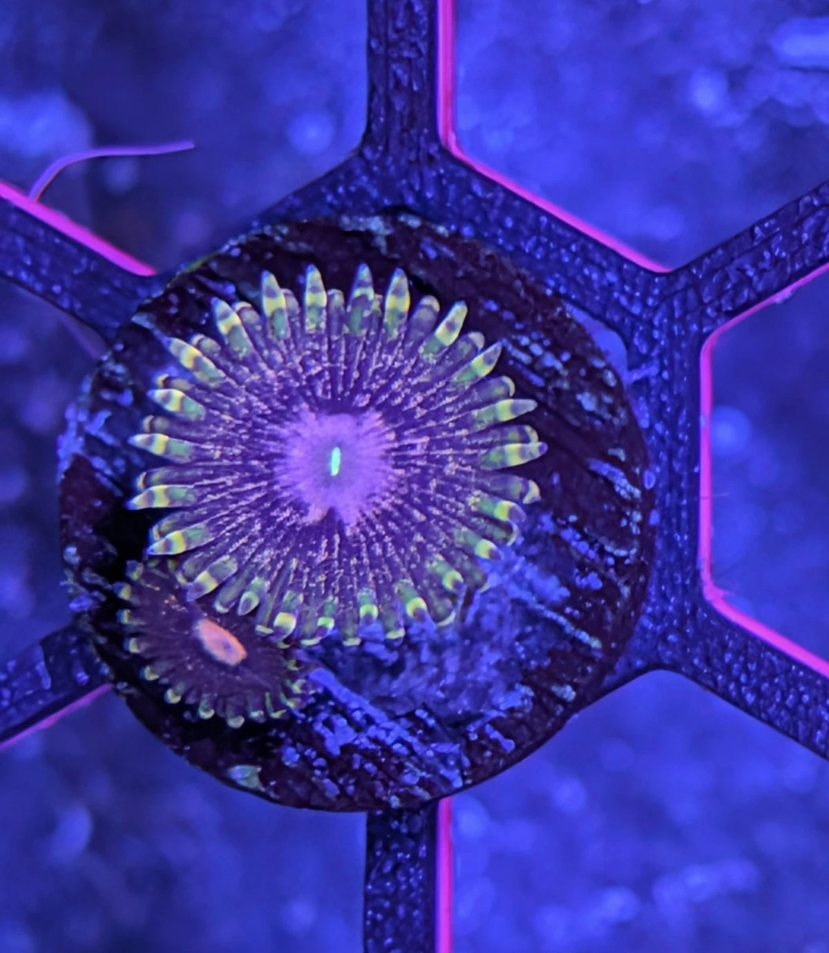 Queen Krakatoa Zoa Frag WYSIWYG