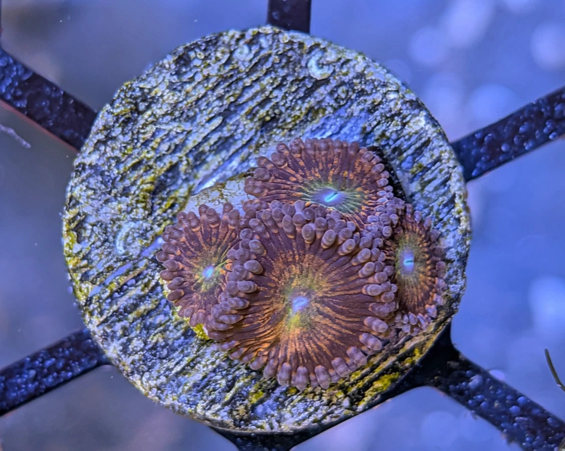 CB Krak God Zoa Rare Frag WYSIWYG