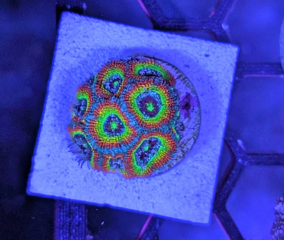Holy Grail Micromussa Acan Colony Frag WYSIWYG