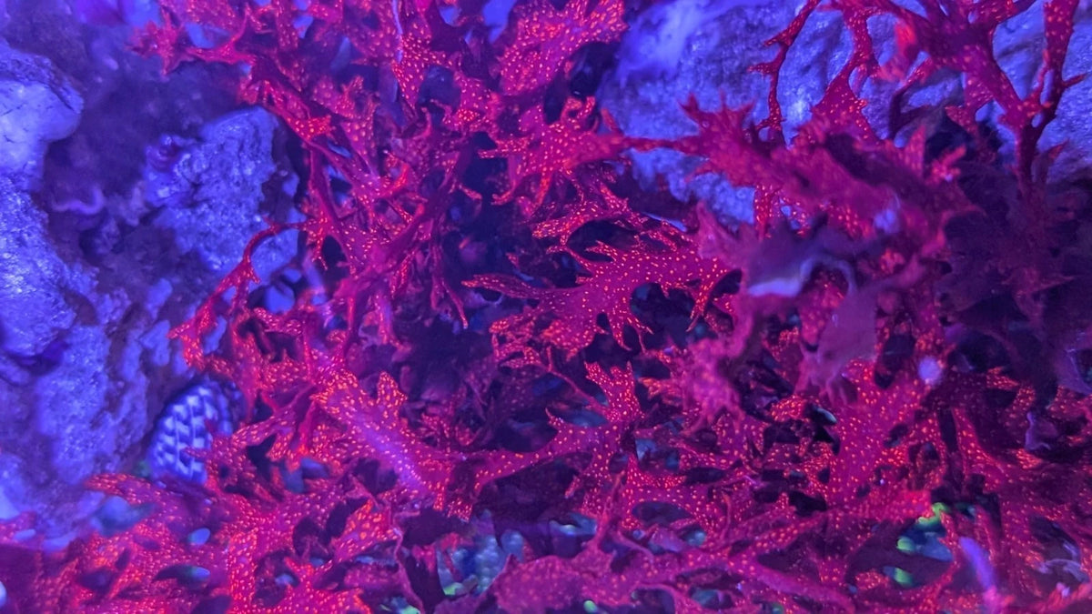Atomic Broccoli Macro Algae Live Red Sparkle