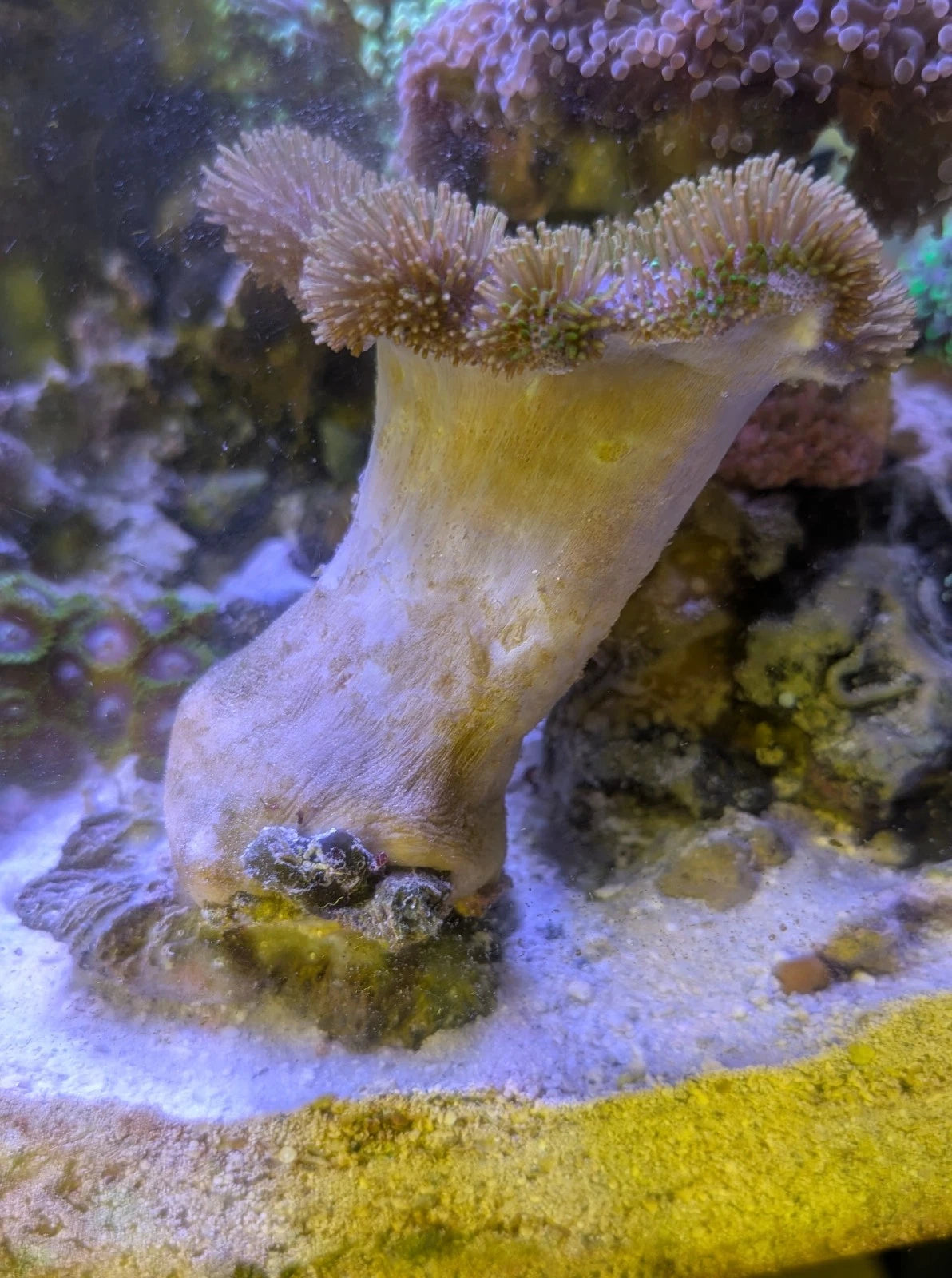Toadstool Leather Coral Colony 6 inch WYSIWYG