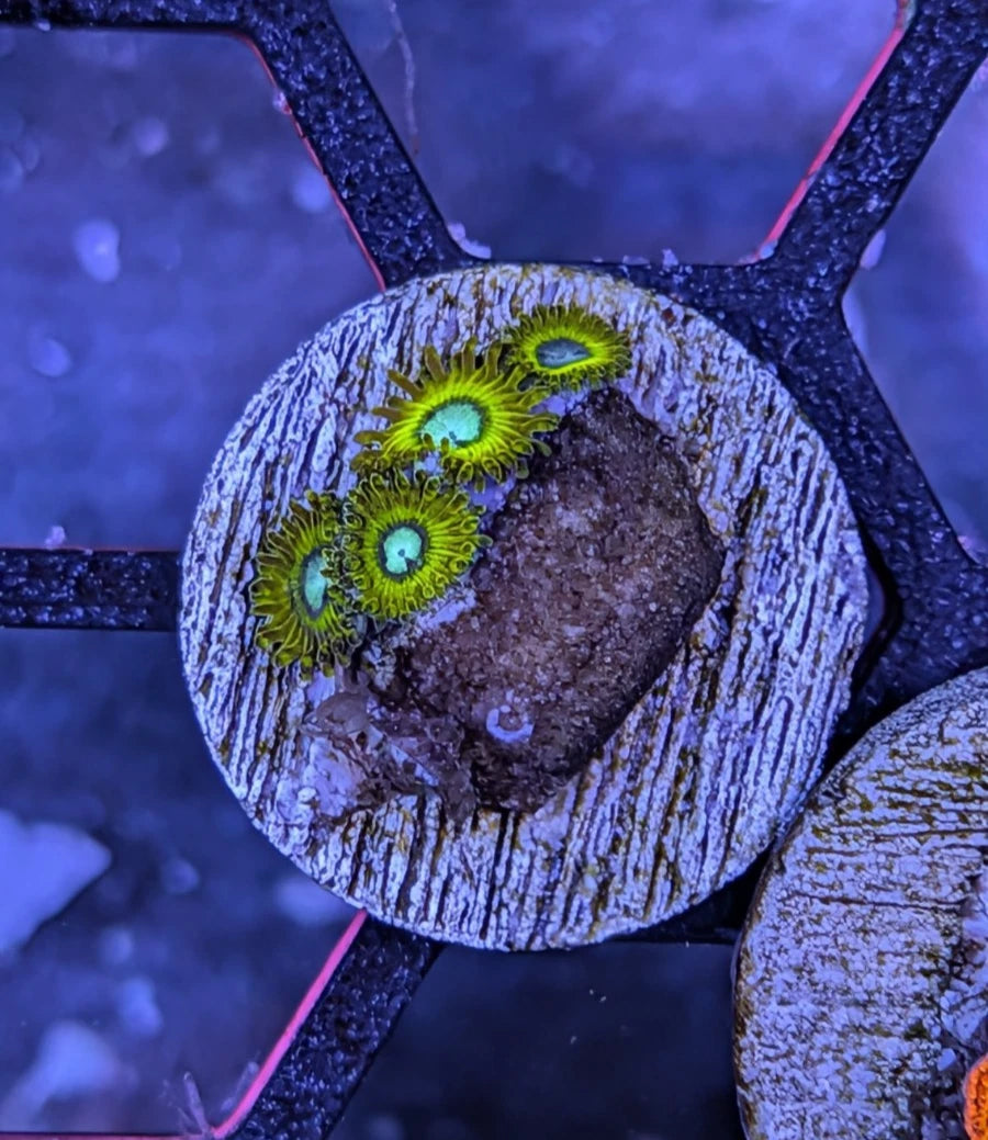 WYSIWYG Pikachu Zoanthid Frag Colony - Live Soft Coral