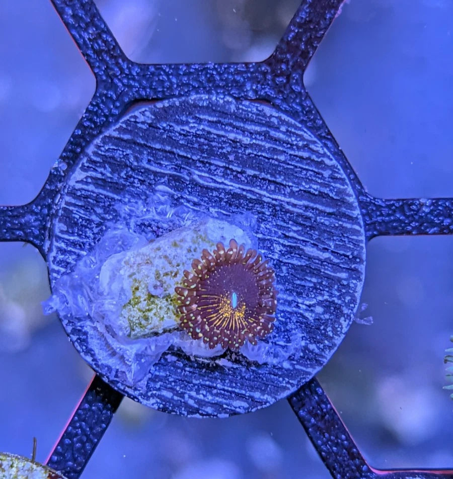 WYSIWYG Frankie's Acid Trip Zoa Frag