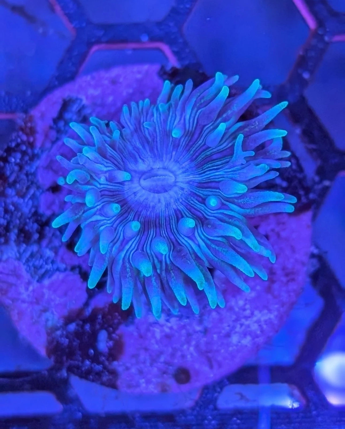 WYSIWYG Kryptonite Blue Duncan Frag