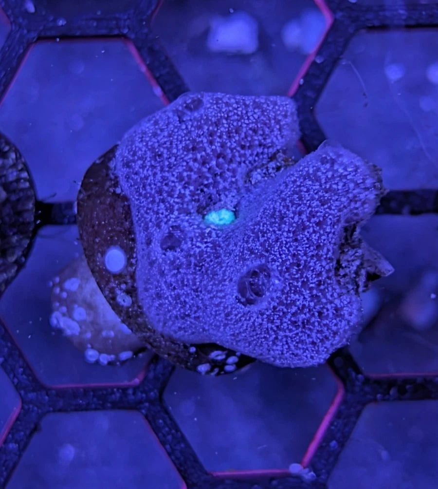WYSIWYG Natural Live Sponge Frag Biological Filter