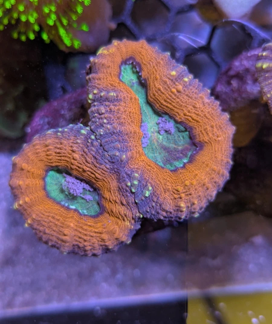 WYSIWYG Ultra Orange and Teal Lobophyllia Colony 2-Heads