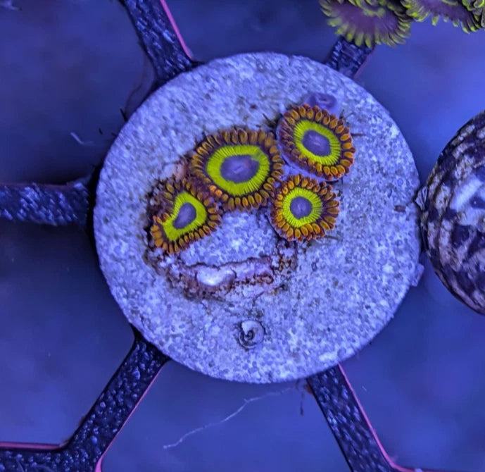 Fruit Loops Zoanthids Frag WYSIWYG
