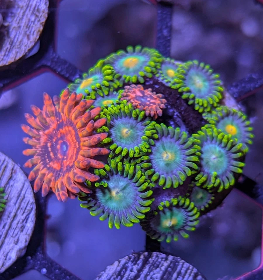 Utter Chaos and Green Bay Packers Zoa Combo Plug WYSIWYG