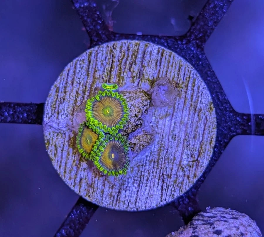 WYSIWYG Spongebob Zoanthid Frag - Live Soft Coral