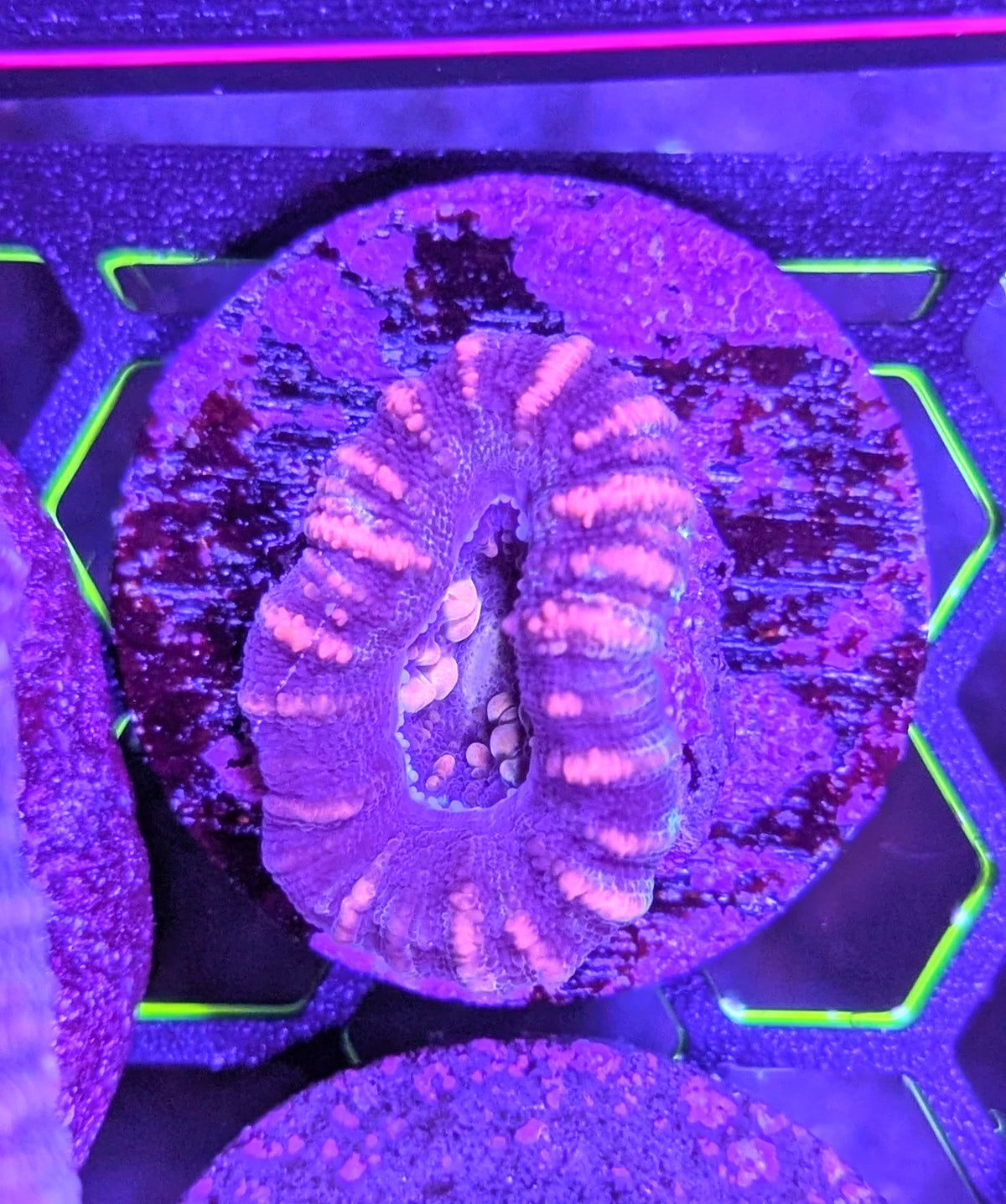 Burst Button Scolymia alternate view