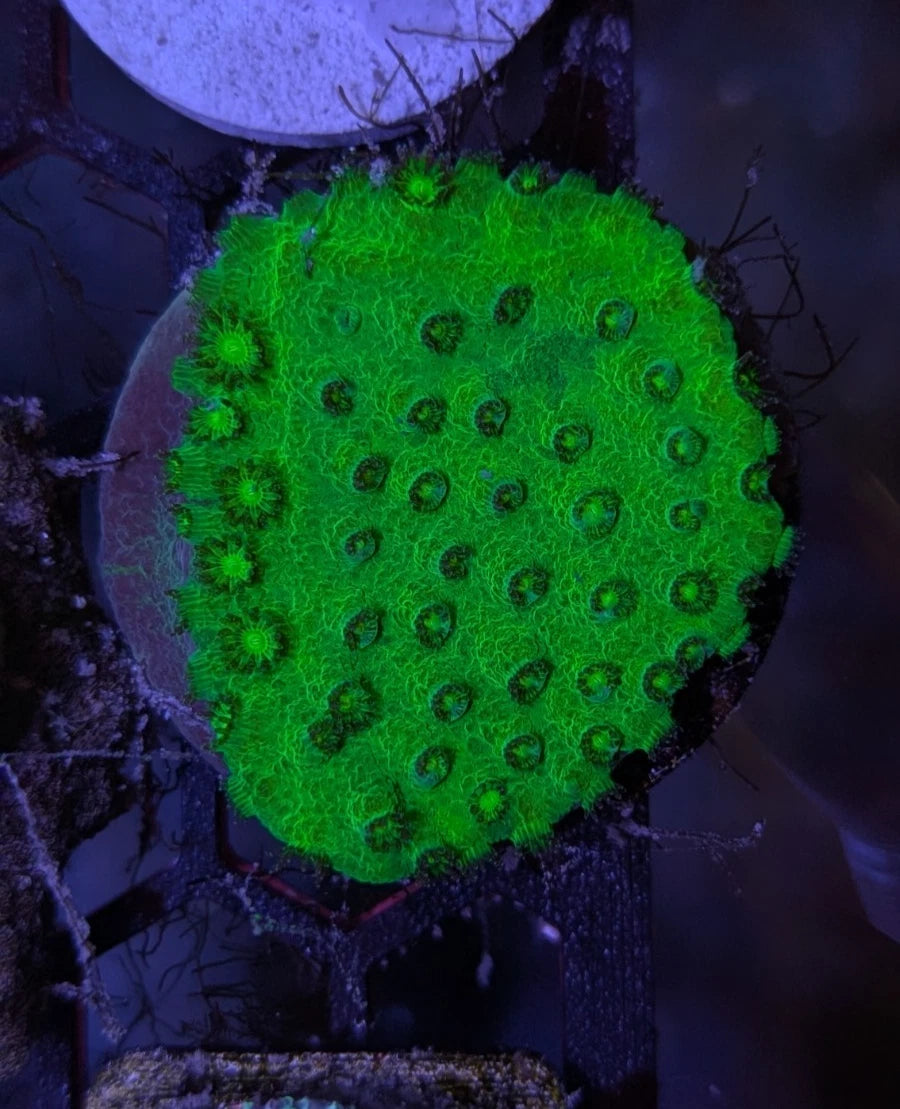 WYSIWYG Neon Green Cyphastrea Encrusting Colony